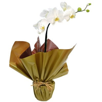 Orquidea Phalaenopsis Branca | Damatas Flores - Loja online de Flores -  Floricultura em SJC - Comprar flores em SJC, Jacareí